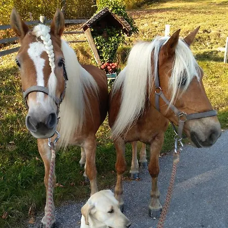 Haus Bucher 公寓 *